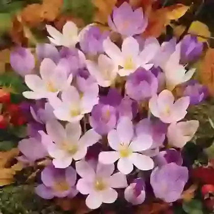 Mixed Varieties